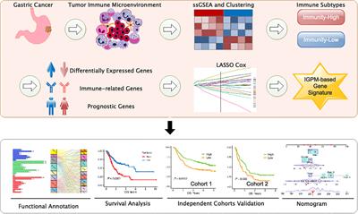 Identification of an Immune Gene-Associated Prognostic Signature and Its Association With a Poor Prognosis in Gastric Cancer Patients